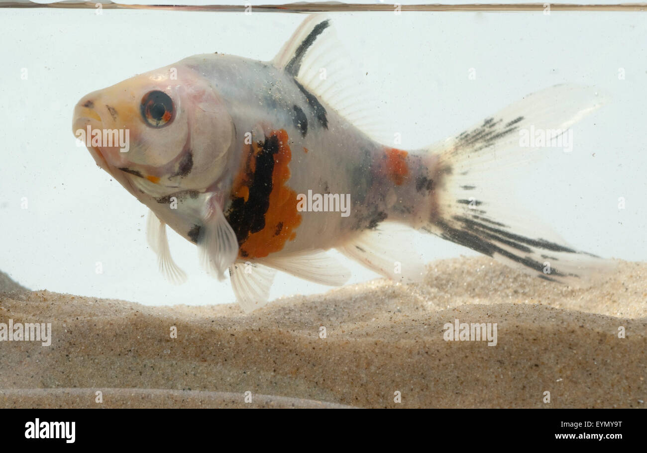 Cacciatore fisch immagini e fotografie stock ad alta risoluzione Alamy