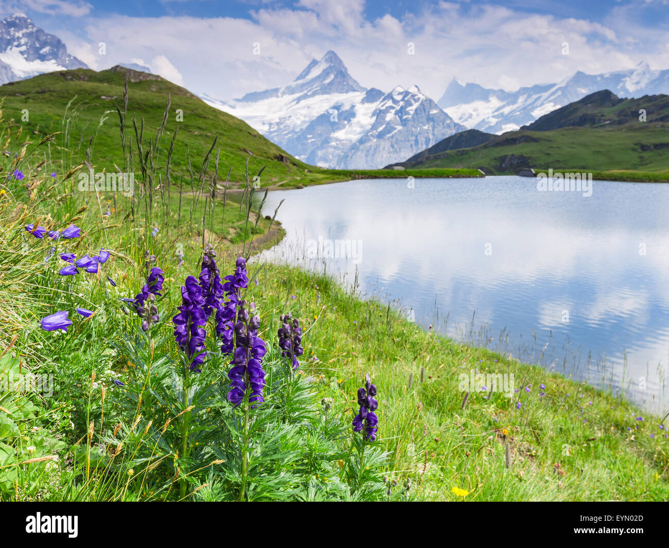 Aconitum napellus fiori in prato alpino. Lago Bachsee (o) Bachalpsee nell Oberland Bernese. Schreckhorn picco. Alpi svizzere. La Svizzera. Foto Stock