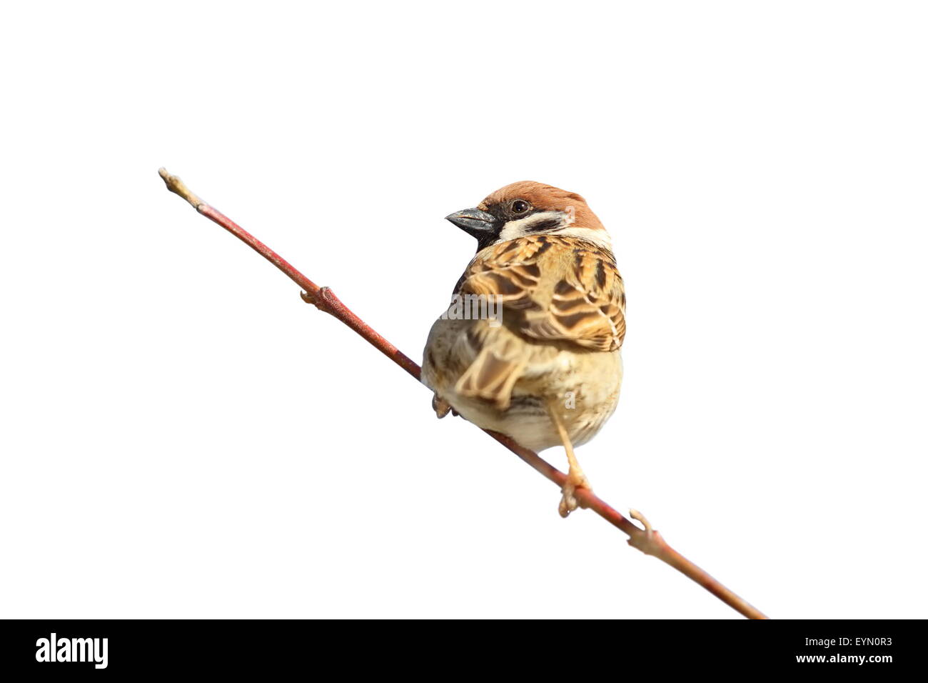 Maschio di casa passero ( Passer domesticus ) su ramoscello, isolamento su sfondo bianco Foto Stock