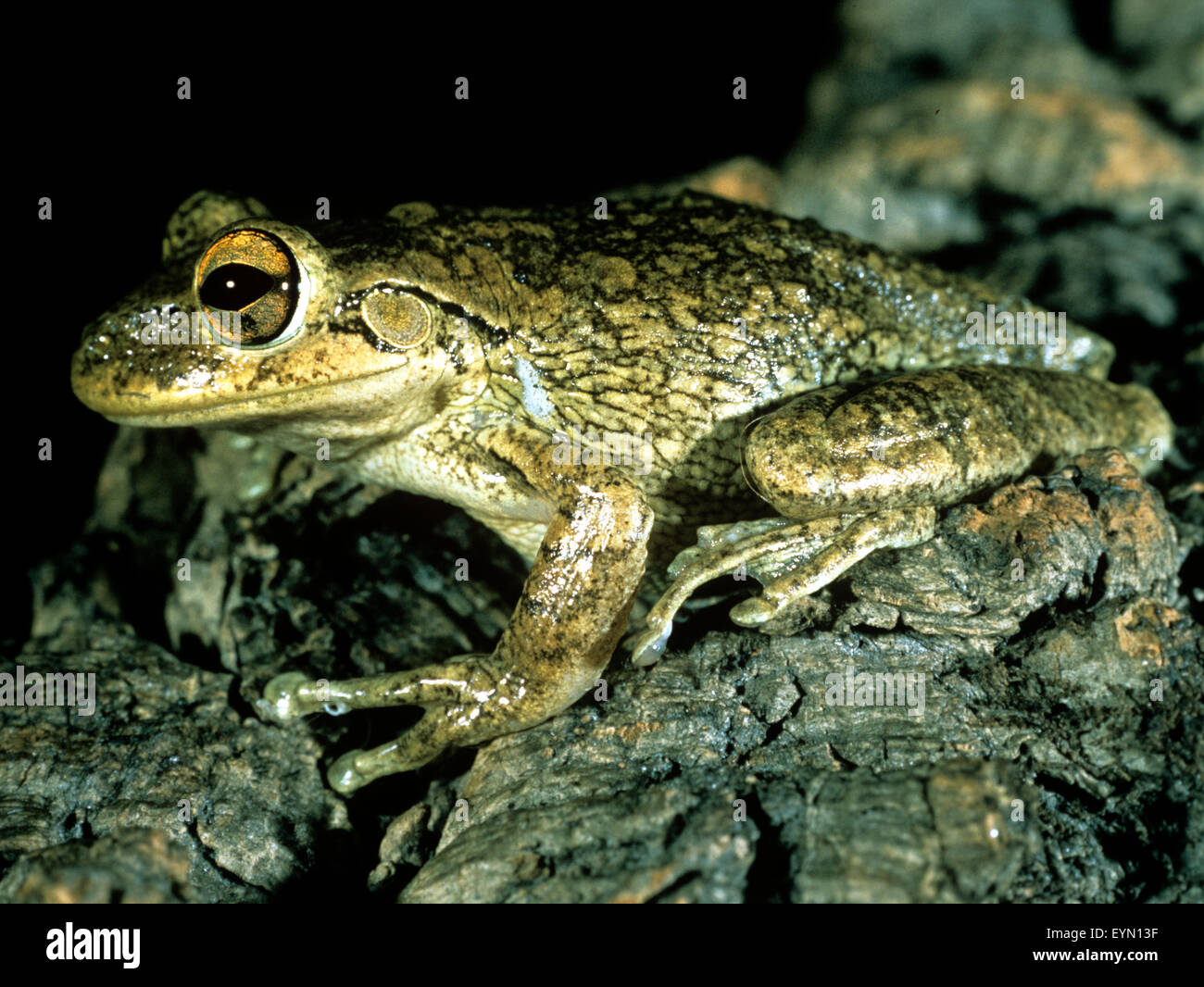 Kubalaubfrosch, Osteopilus, septentrionalis, Foto Stock