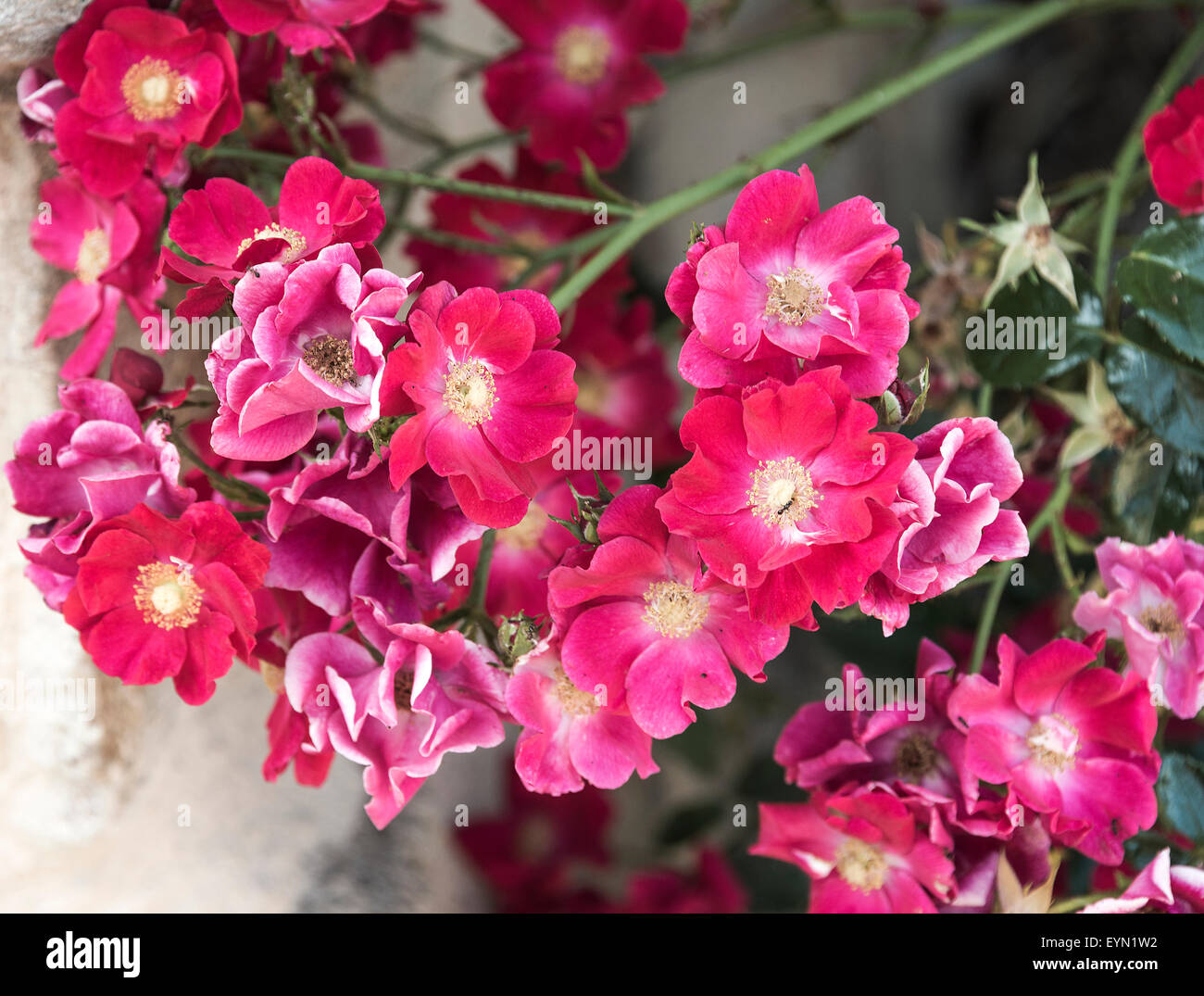 Close up di un cluster del rosso e del rosa rose che crescono in un giardino a Riepeyroux Midi-Pirenei Francia Foto Stock