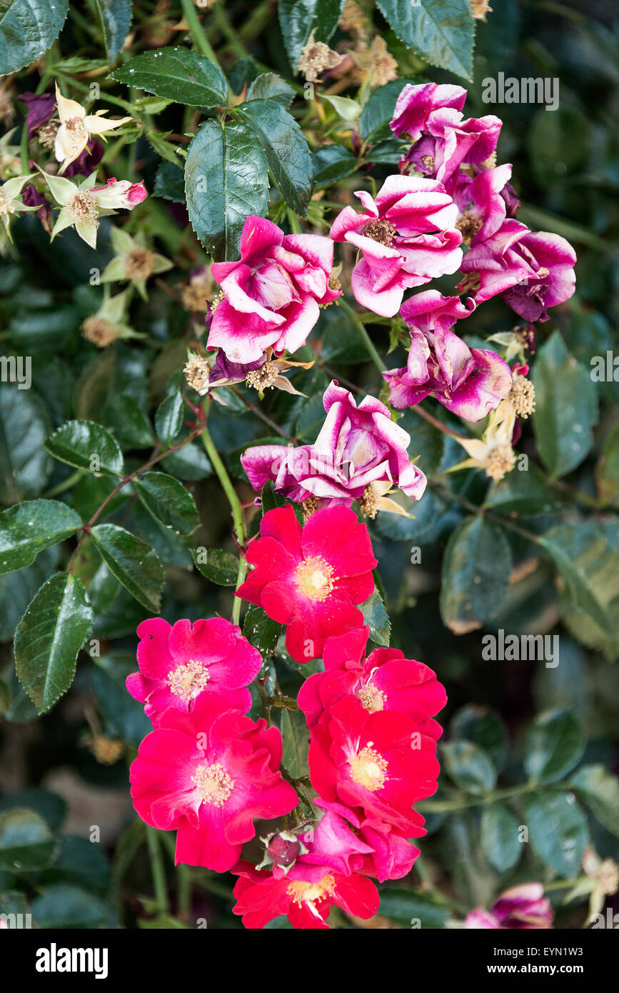 Close up di un cluster del rosso e del rosa rose che crescono in un giardino a Riepeyroux Midi-Pirenei Francia Foto Stock