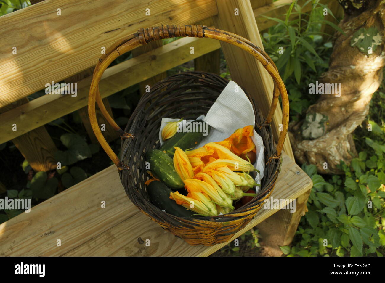 Un cesto di vimini su una panchina da giardino contenente appena raccolto di ortaggi Foto Stock