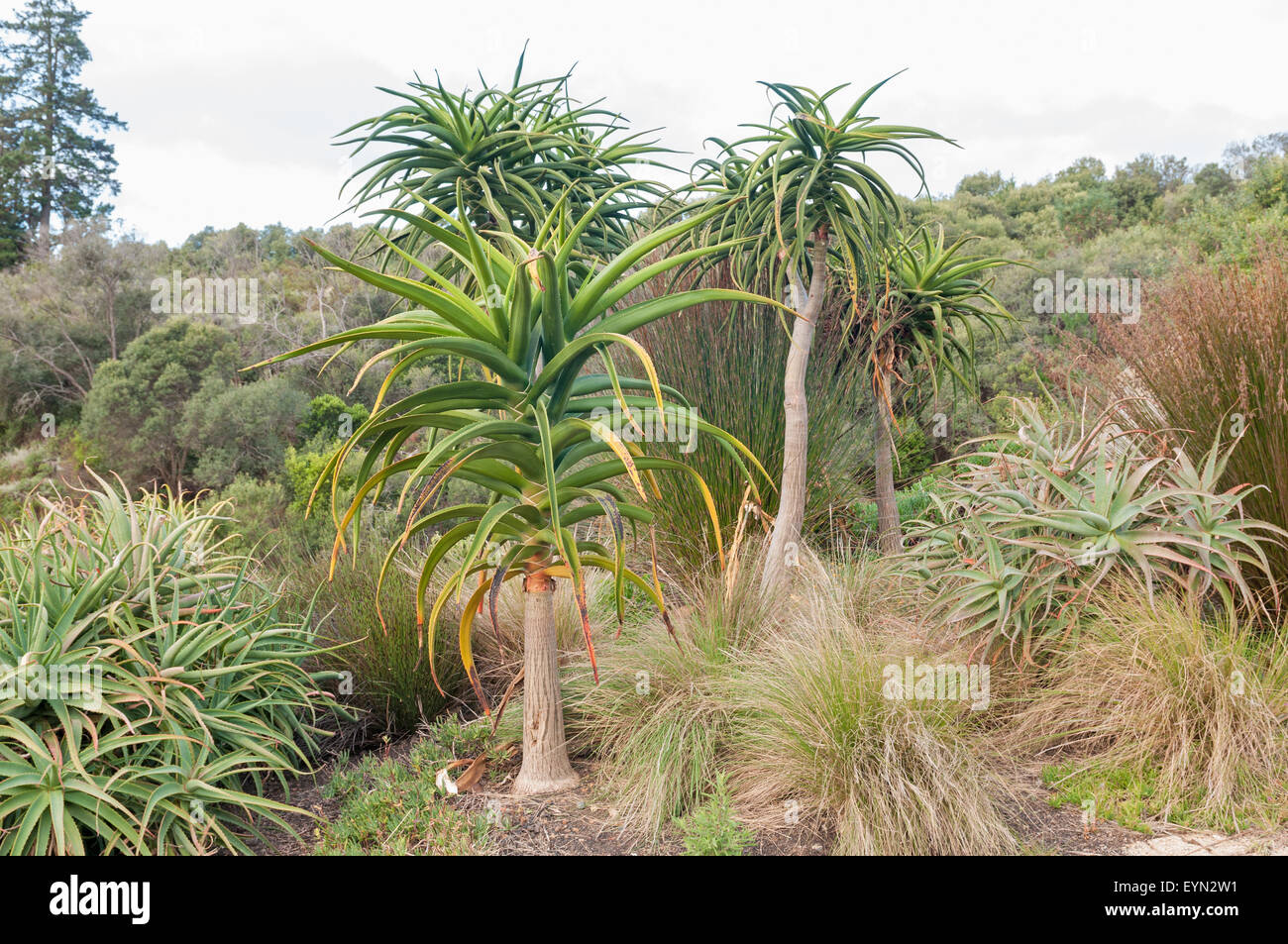 Diverse specie di aloe compresi tree aloe in una fattoria vicino a Stellenbosch Foto Stock
