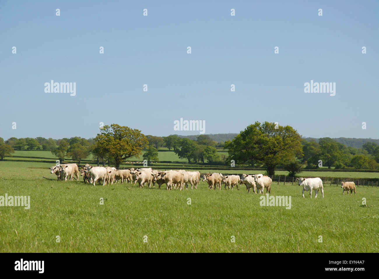 Tipico inglese estate paesaggio con una mandria di mucche, vicino a Sherborne, Dorset, Inghilterra Foto Stock