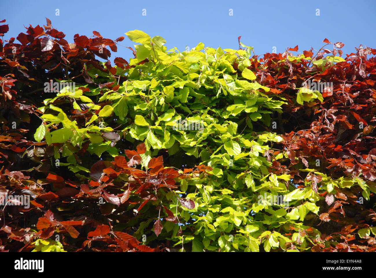 Siepe di faggio. Rame o Faggio Viola (Fagus Sylvatica Purpurea) intervallato da Faggio Sylvatica, Dorset, Inghilterra Foto Stock