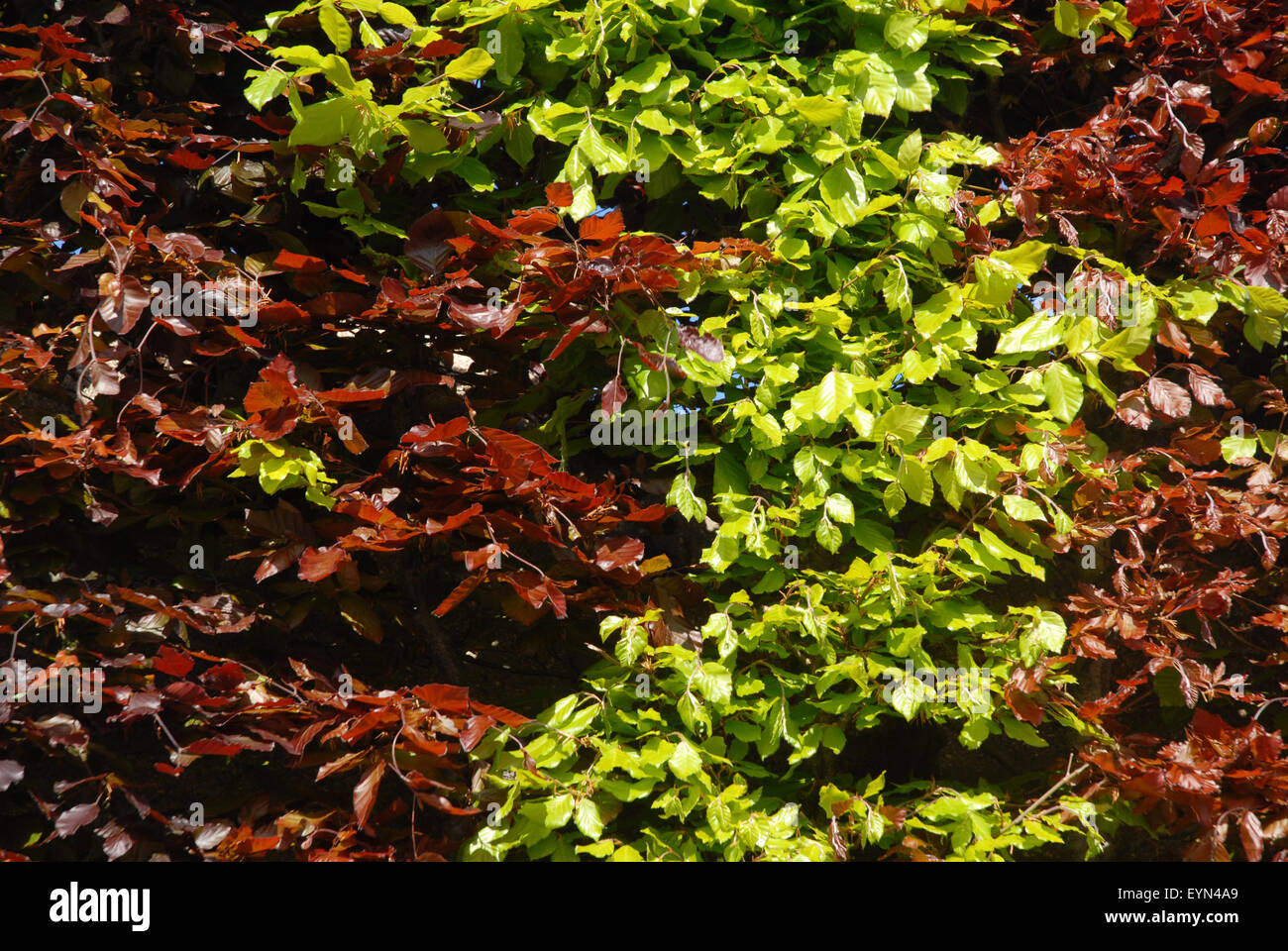 Beech hedge. Faggio europeo, Fagus sylvatica e Viola, Faggio Fagus sylvatica Atropurpurea Foto Stock