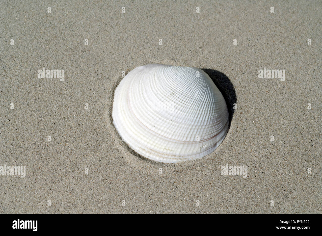 Muschelschale, Muschel, Foto Stock