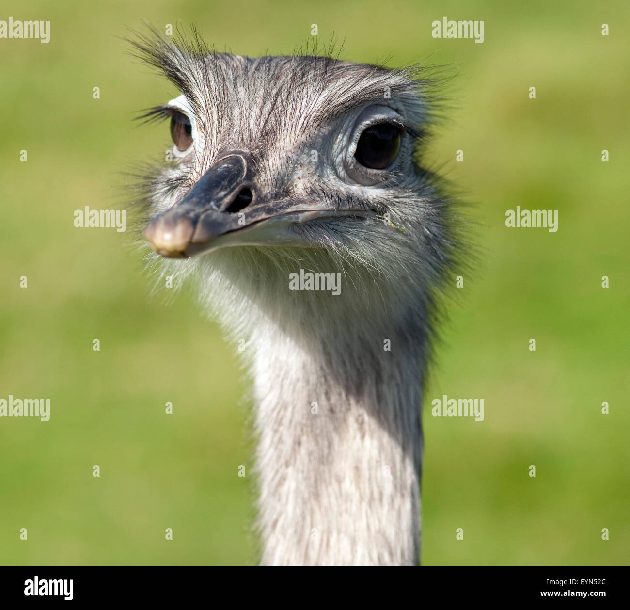 Nandu, Rhea americana Foto Stock