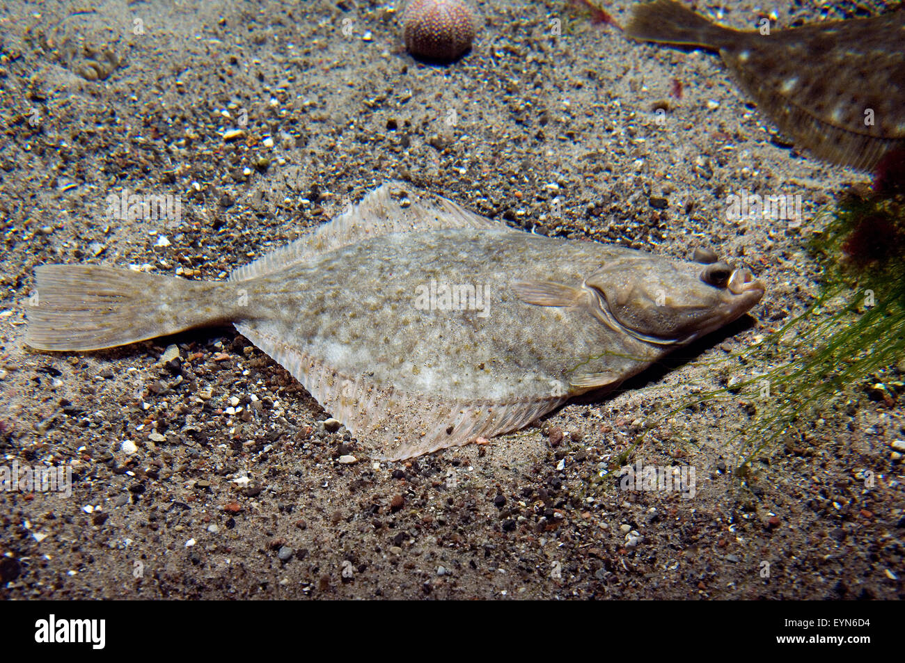 Flunder,, Platichthys flesus, Plattfische, Foto Stock