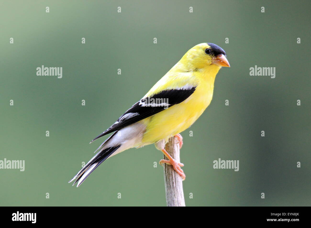 Un maschio di American Cardellino (Carduelis tristis) in colore giallo brillante riproduzione estiva del piumaggio, appollaiate su un ramo. Foto Stock