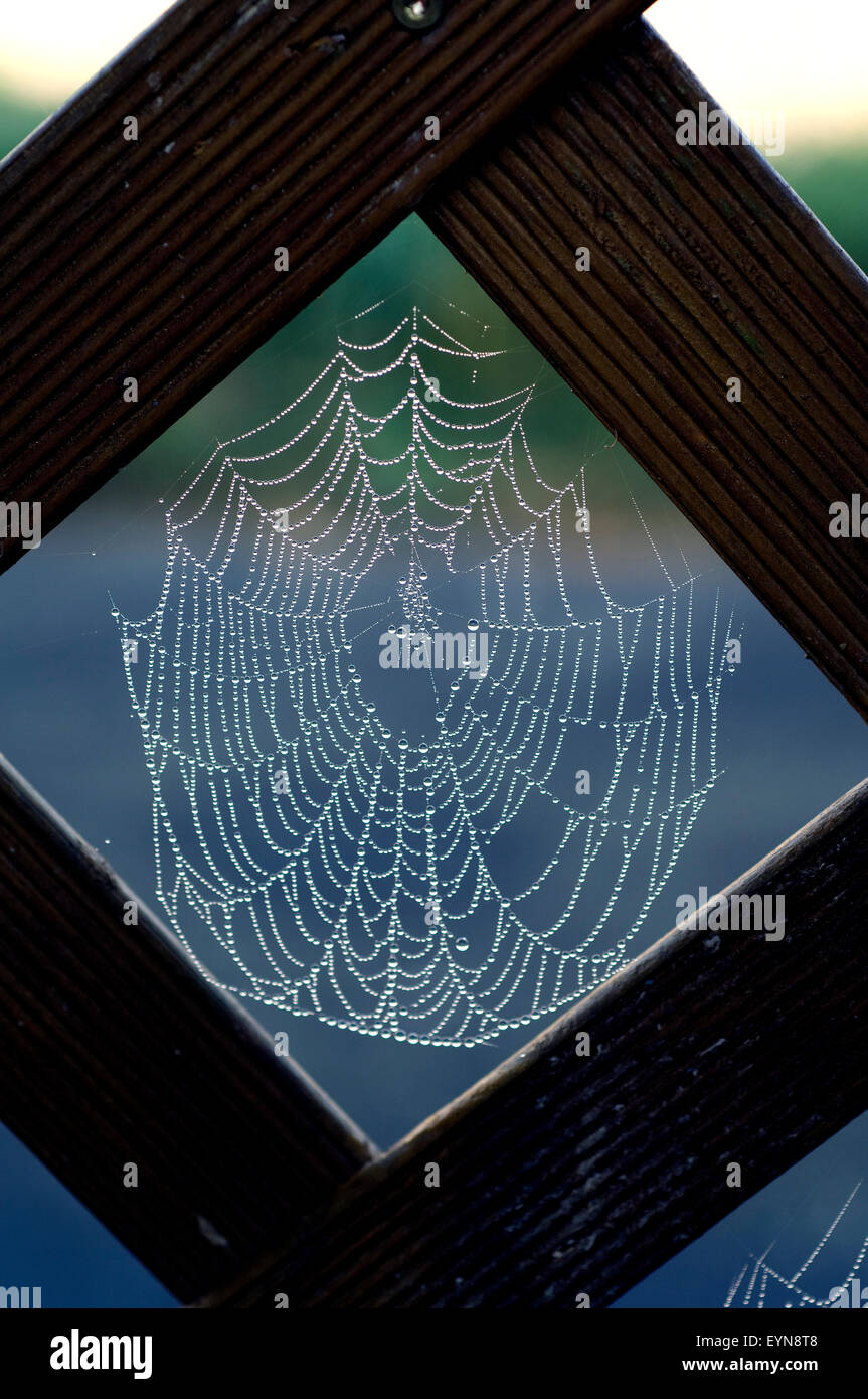 Spinnwebe; Gegenlicht; Foto Stock