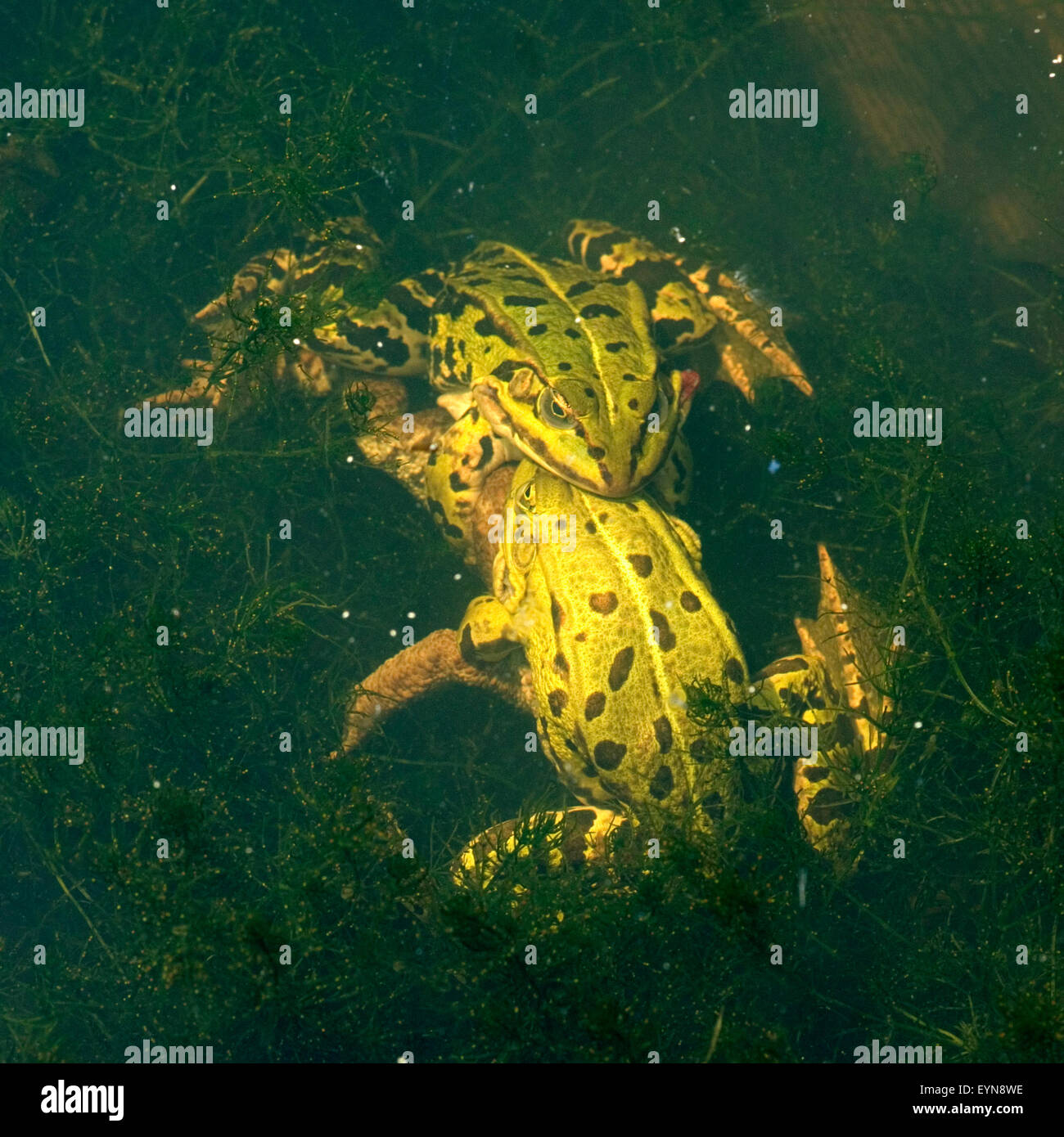 Wasserfroesche beim Laichen Foto Stock