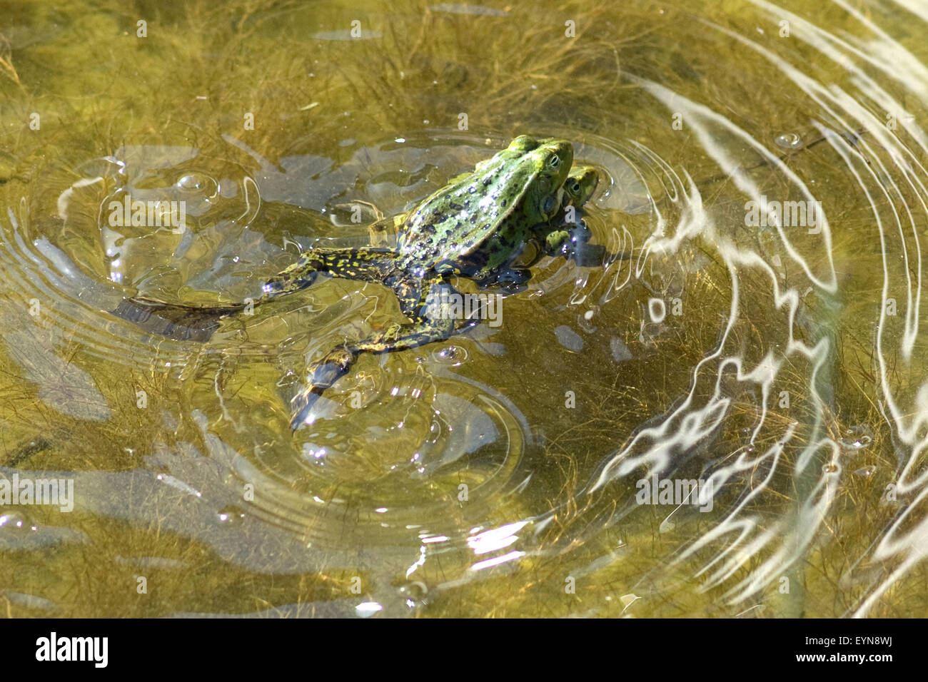 Wasserfroesche beim Laichen Foto Stock