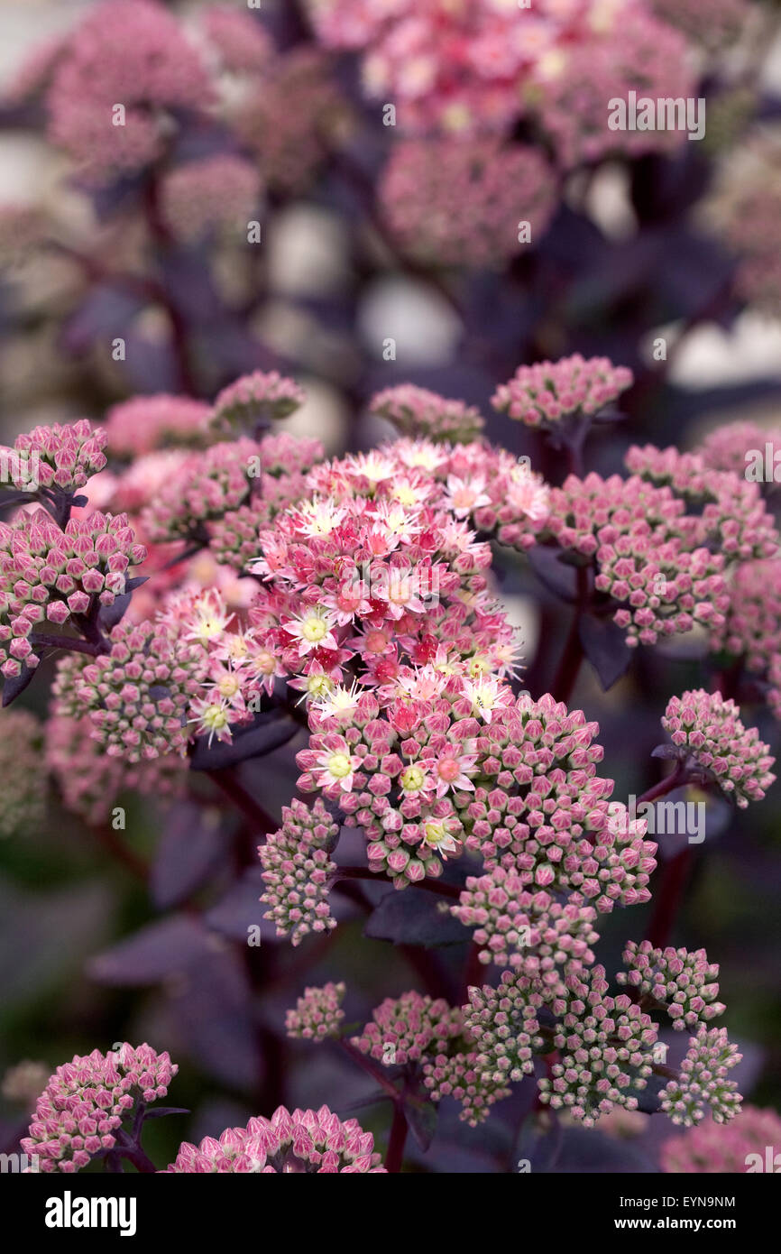 Hylotelephium "fragole e panna". Sedum telephium "fragole e panna". Foto Stock