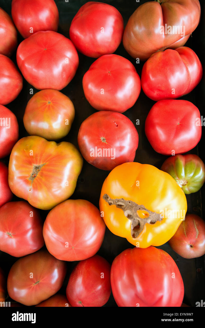 Varietà di pomodoro in Kensington cibo fienile New Hampshire USA Foto Stock