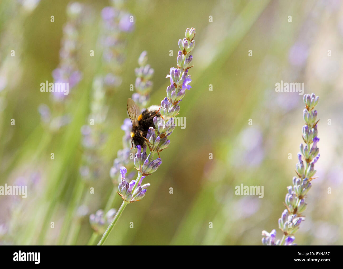 Bumble Bee recuperando il polline di lavanda in un soleggiato giardino del Surrey Foto Stock