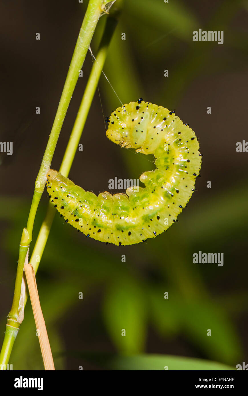 Un pupating caterpillar del re nastrati calzolaio butterfly Foto Stock