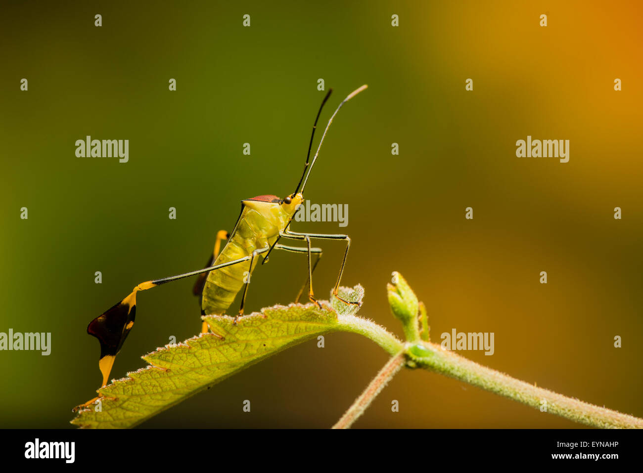 Un flat-footed bug all'alba Foto Stock