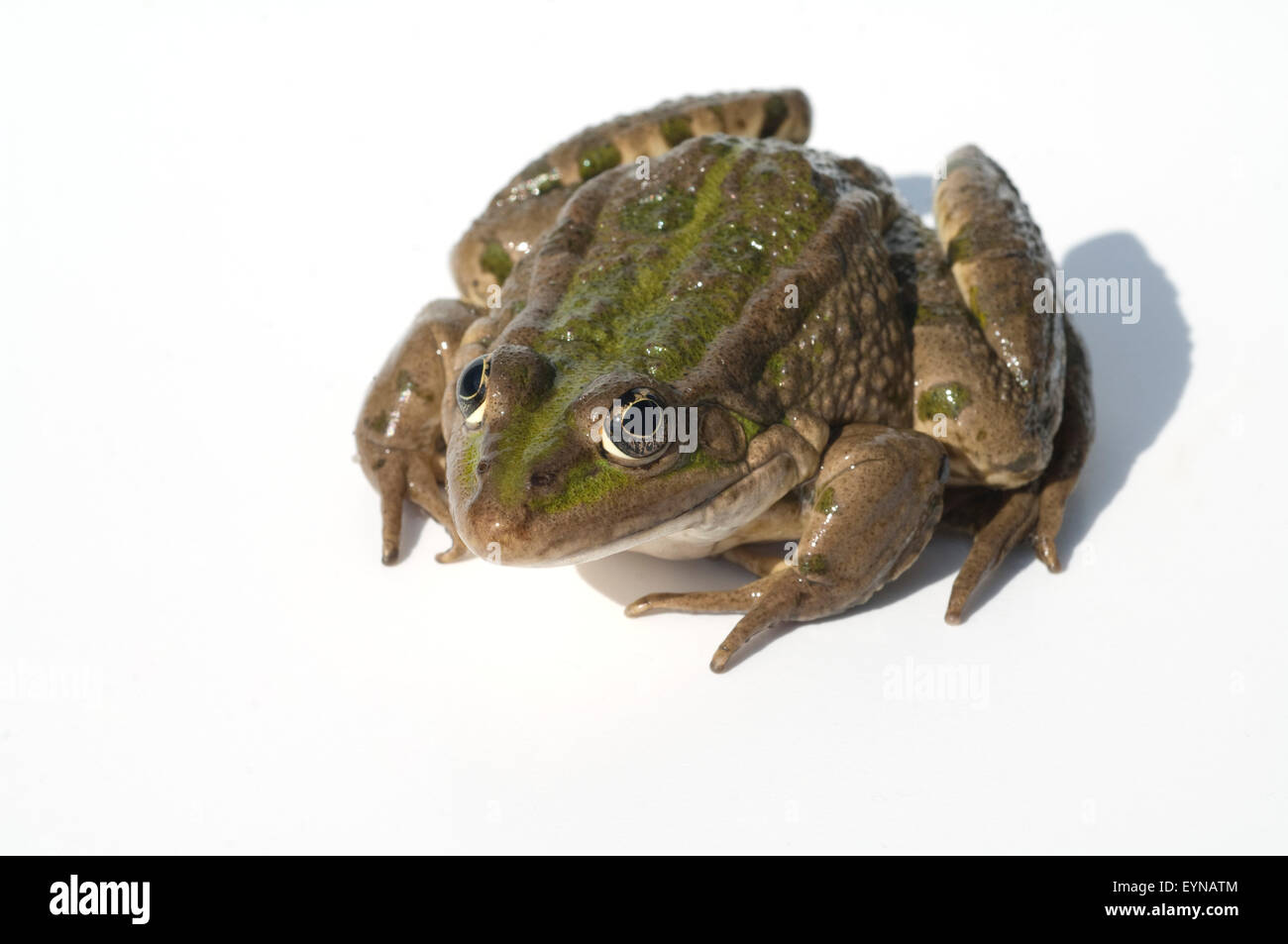 Wasserfrosch, Rana, lessonae Foto Stock