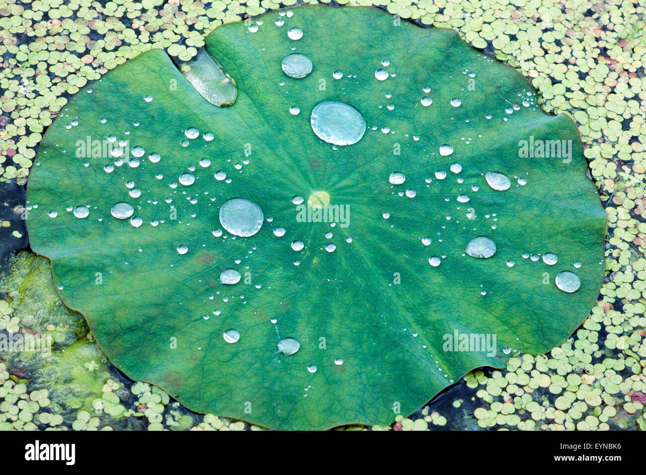 Lotusblatt, Tautropfen, Wasserpflanzen Foto Stock