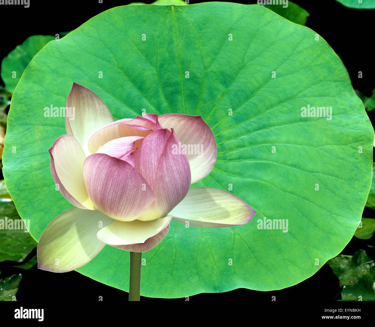 Lotosblume; Lotusblumen; Lotus nucifera; Foto Stock