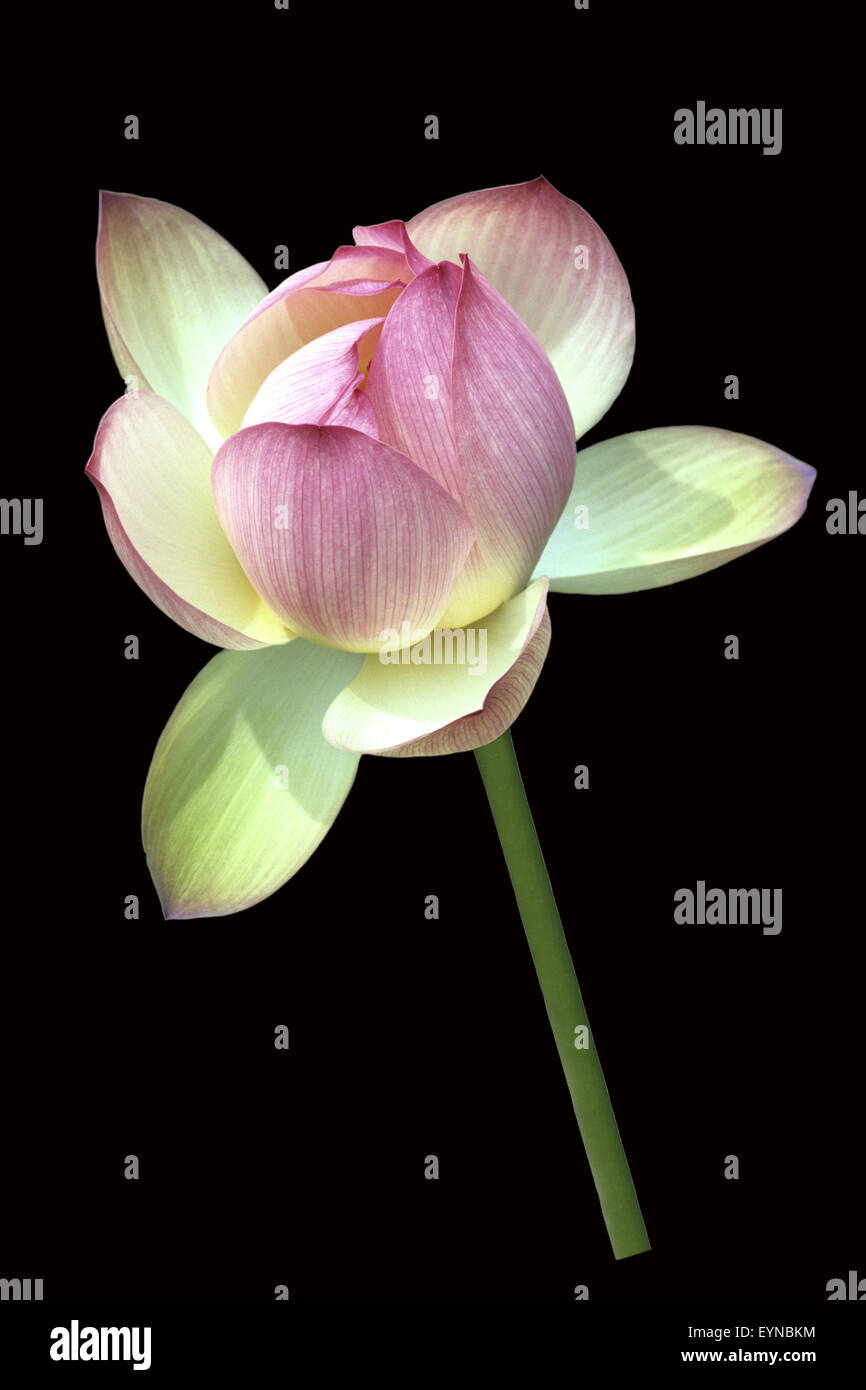 Lotosblume; Lotusblumen; Lotus nucifera; Foto Stock