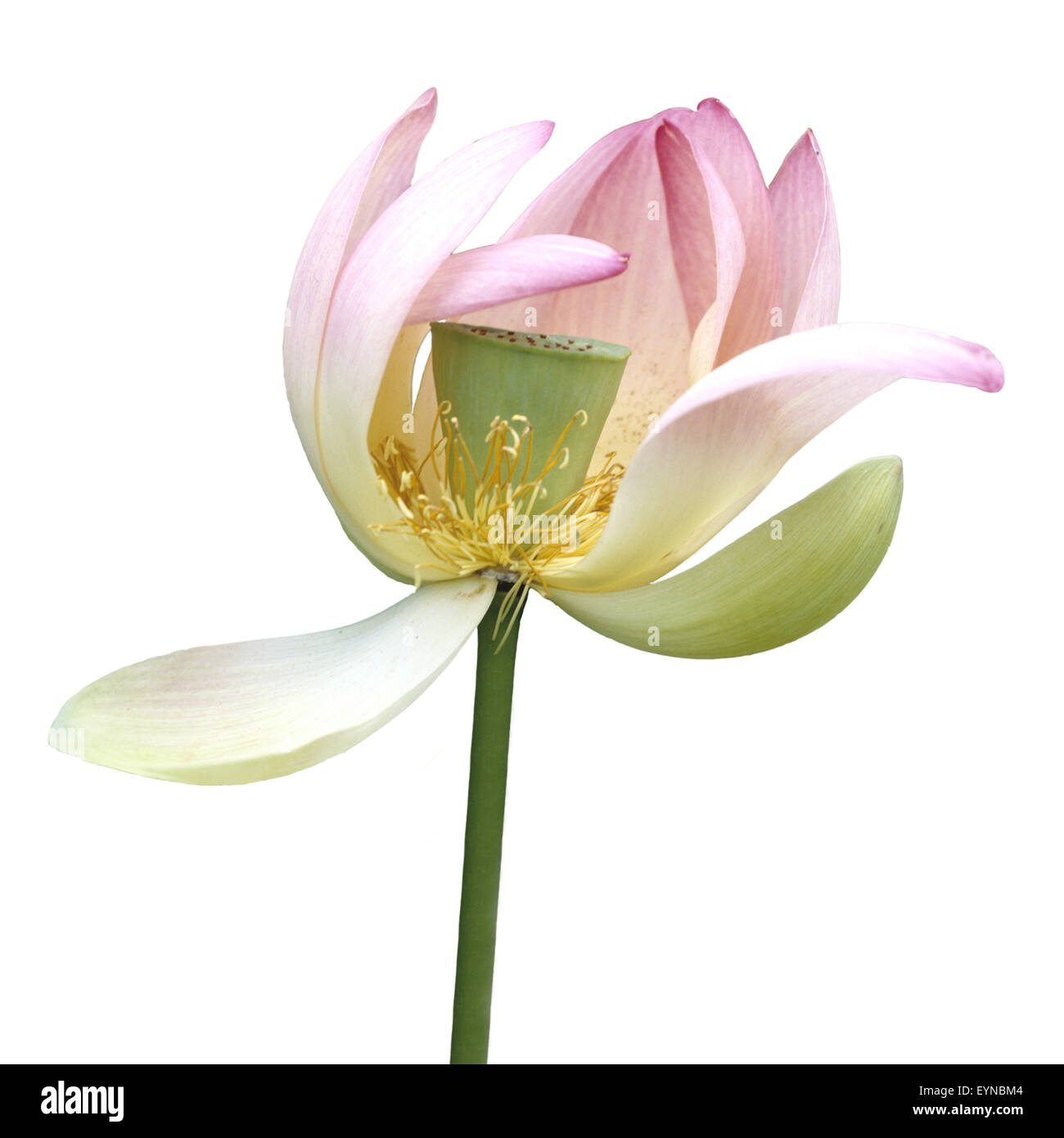 Lotosblume; Lotusblumen; Lotus nucifera; Foto Stock