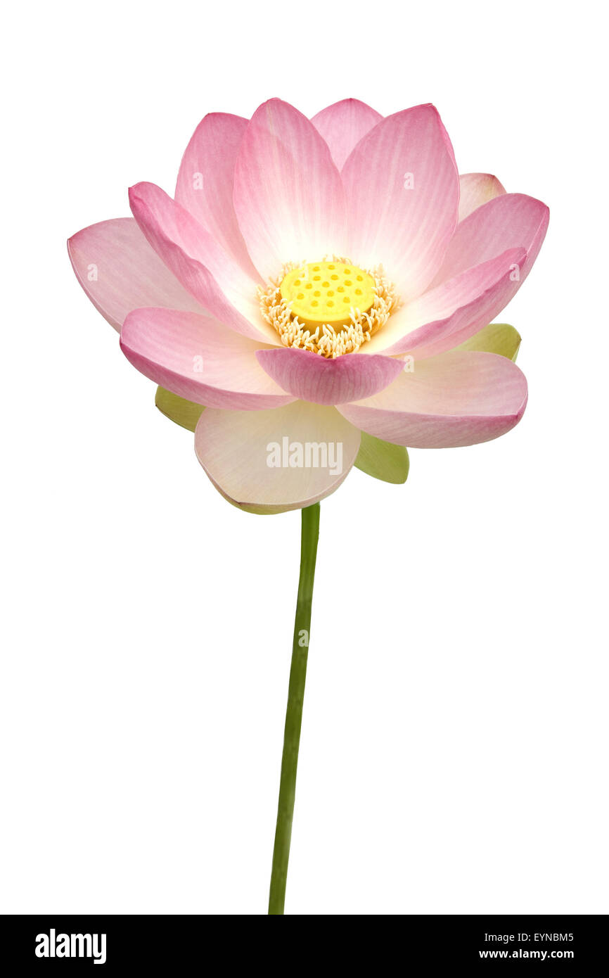 Lotosblume; Lotusblumen; Lotus nucifera; Foto Stock