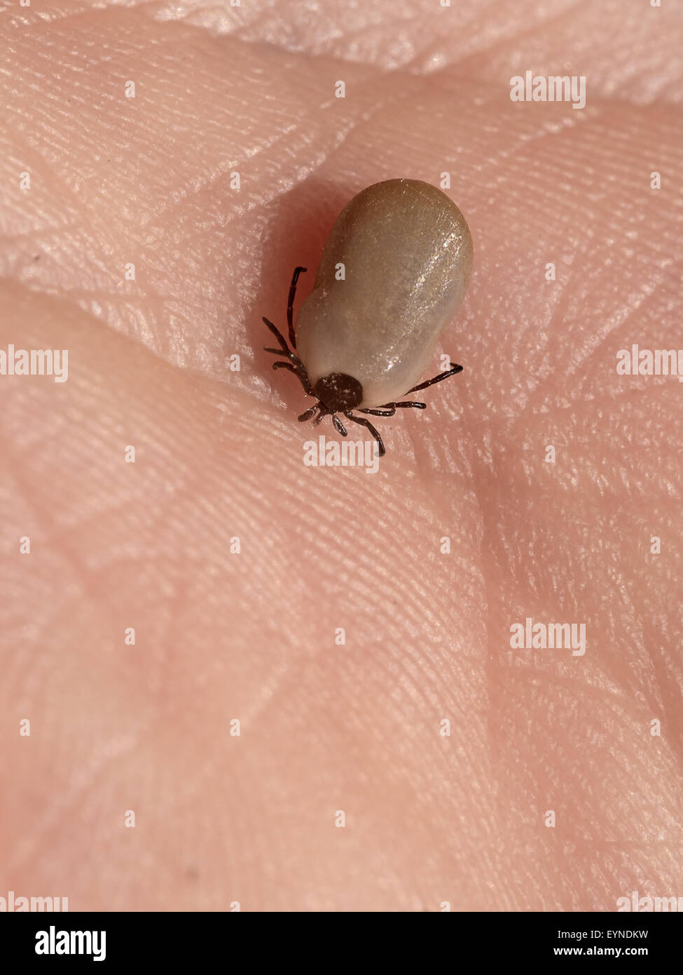 Macro. La spunta su la mia mano, dal mio cane. Foto Stock