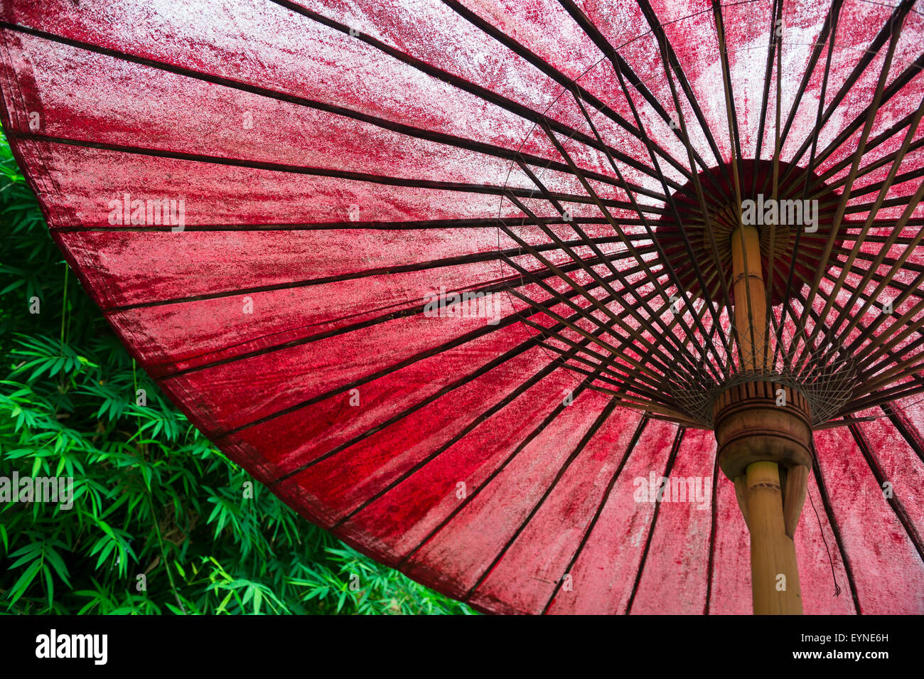 Tradizionali asiatici olio ombrello di carta con una tinta rossa close-up contro un lussureggiante sfondo verde Foto Stock Tradizionali asiatici olio ombrello di carta con una tinta rossa close-up contro un lussureggiante sfondo verde Foto Stock