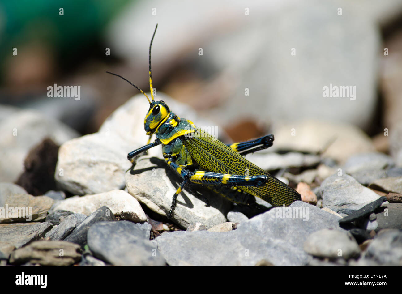 Immagine di un grillo in piedi sulle rocce Foto Stock