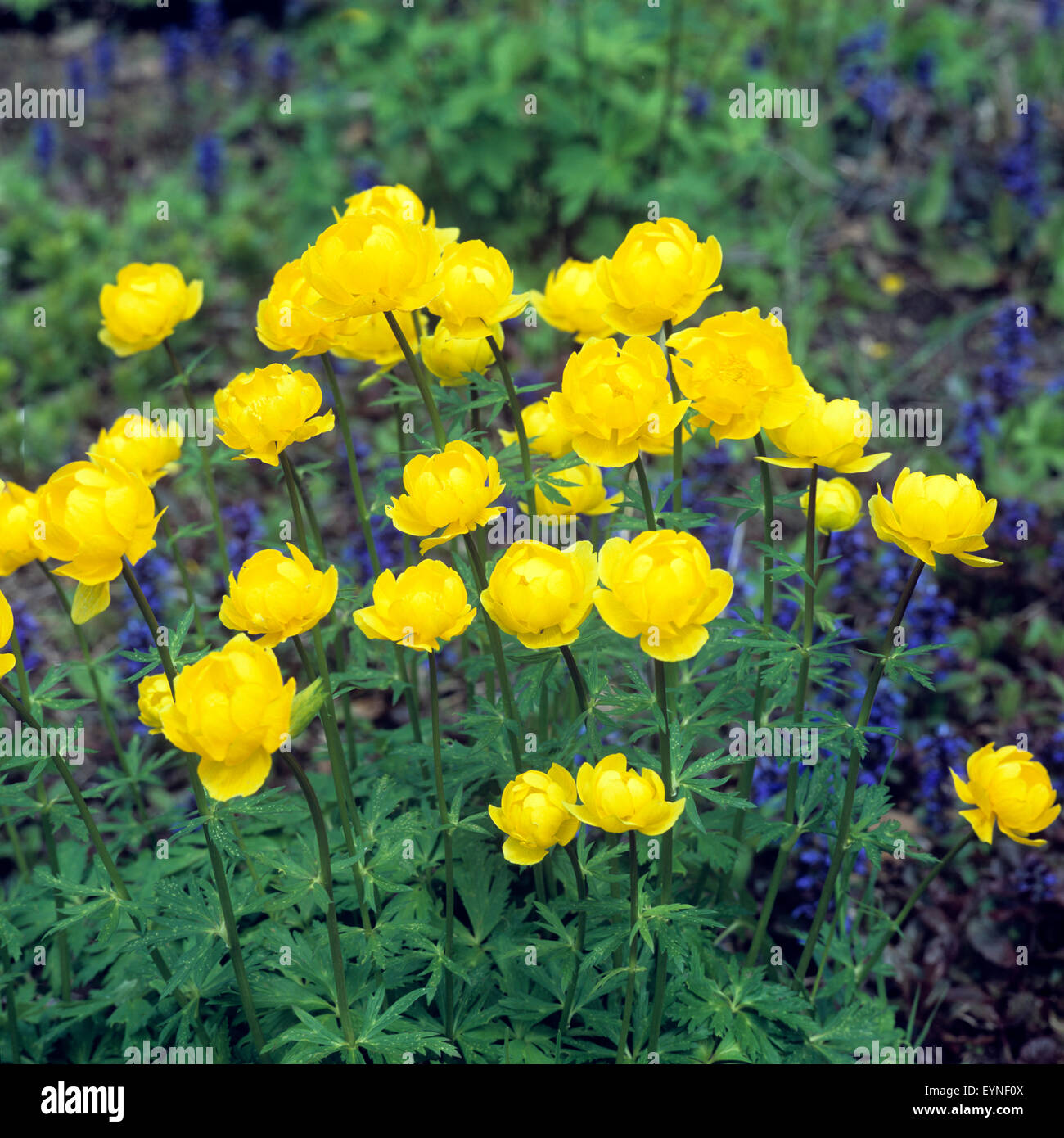 Trollblume, Trollius europaeus, Fruehjahrsblume, gelbe Bluete, Wasserpflanzen - Foto Stock