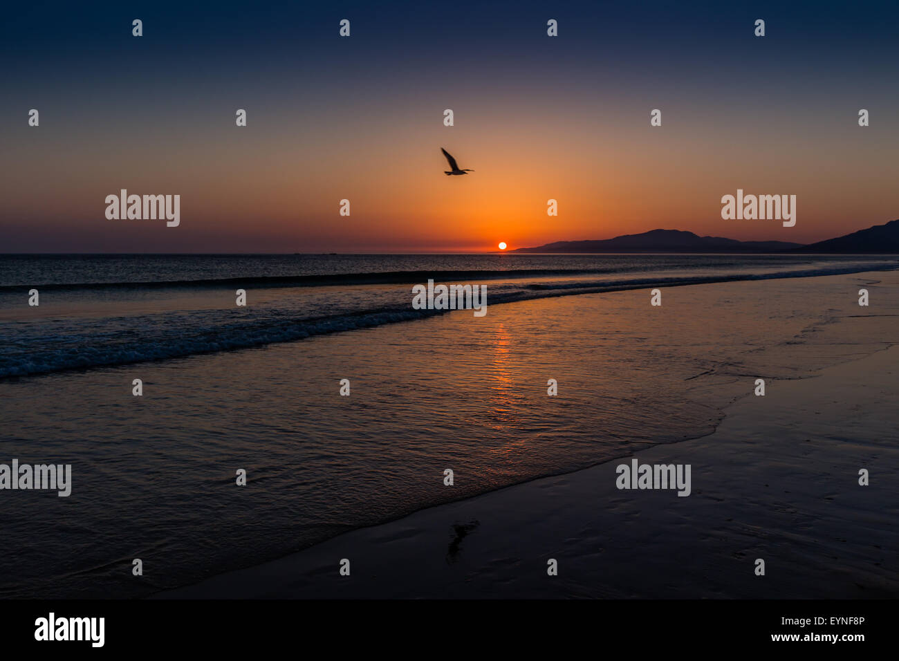 Tramonto sull'oceano con silhouette di uccelli, Tarifa, Spagna Foto Stock