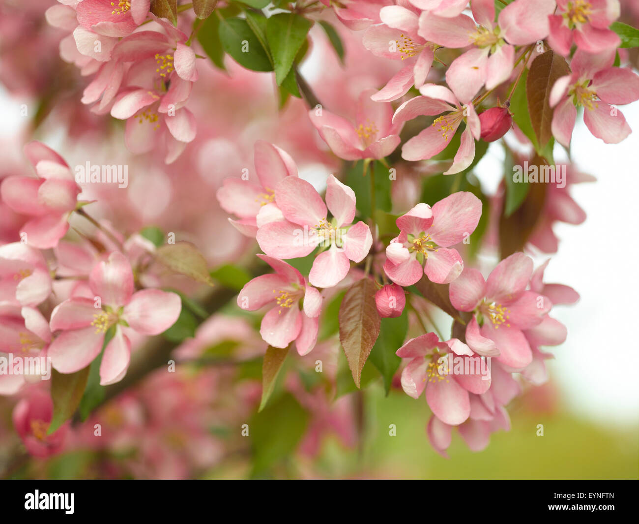 Rosa fiori di primavera con uno sfondo morbido Foto Stock