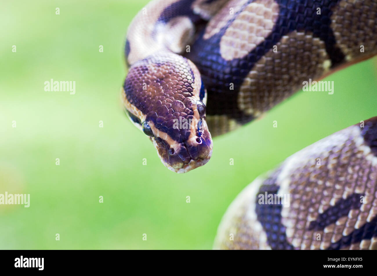 Close-up immagine della testa e del corpo di un adulto royal python python regius. Si tratta di un animale in cattività. Foto Stock