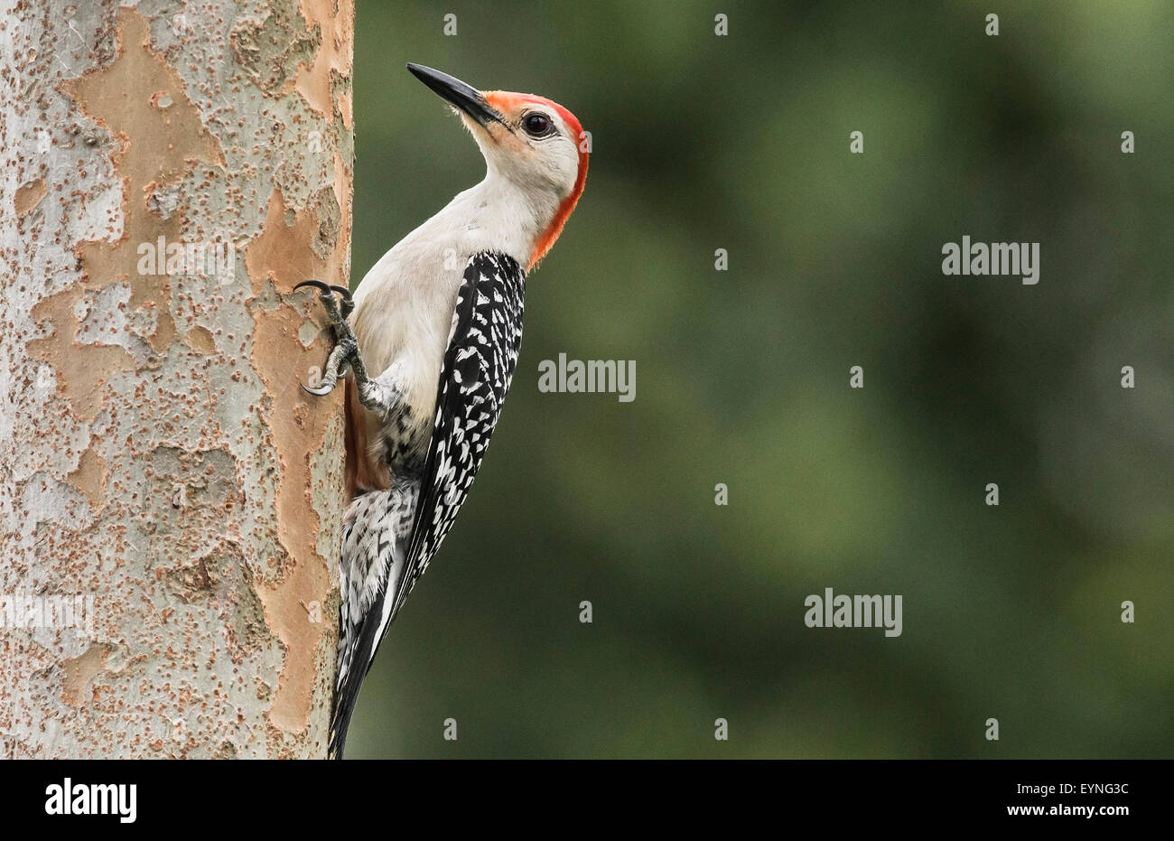 Rosso-Picchio panciuto (Melanerpes Carolinus). Backyard, Wesley Chapel, Fl. backyard bird Foto Stock