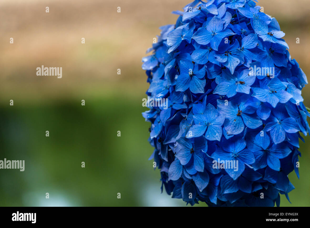 Ortensia o hortensia blu fiore Foto Stock