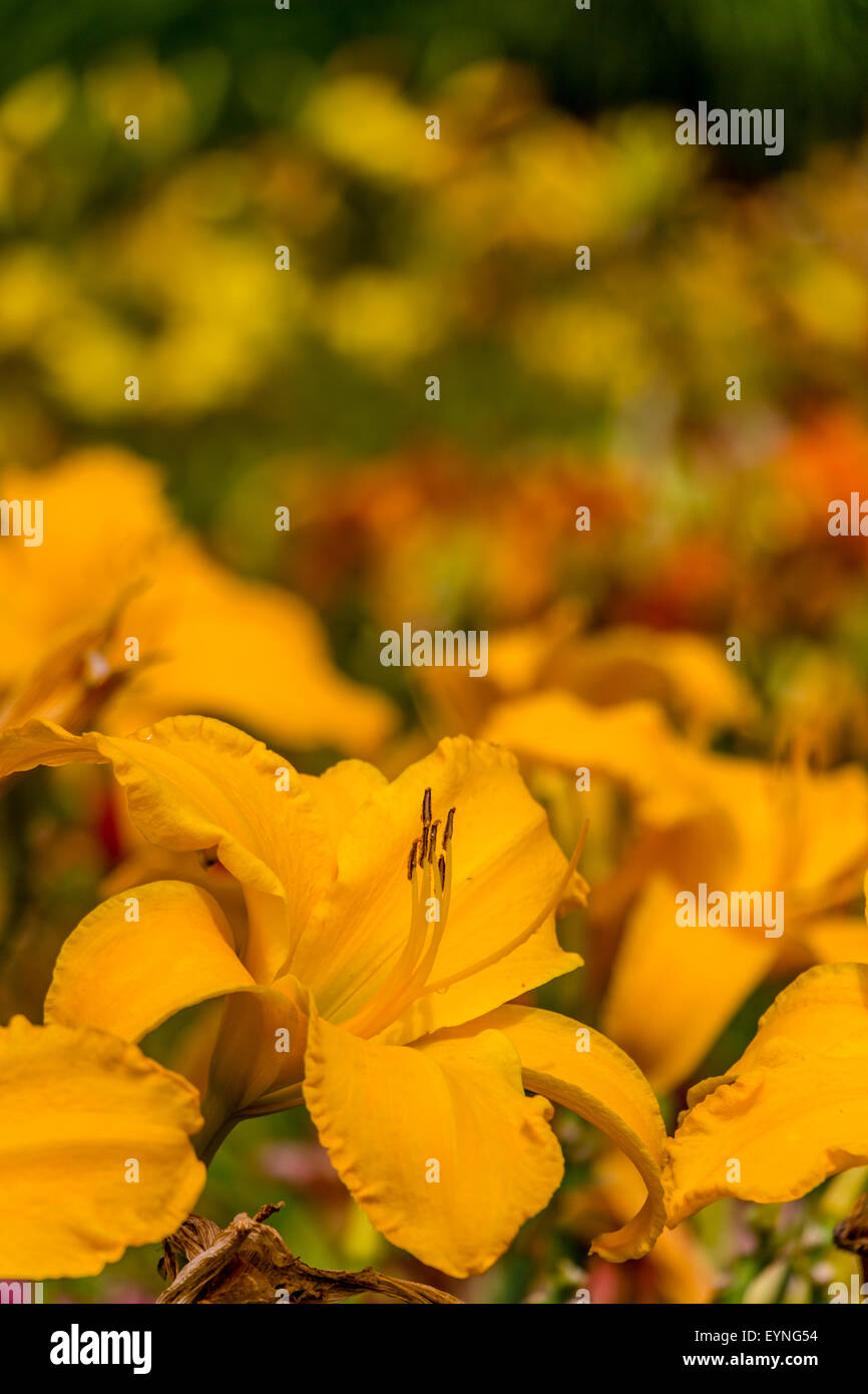 Bella giornata giallo fiore di giglio Foto Stock