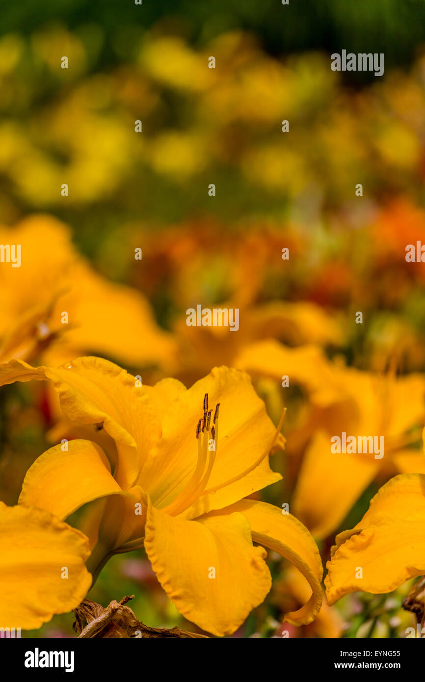 Bella giornata giallo fiore di giglio Foto Stock
