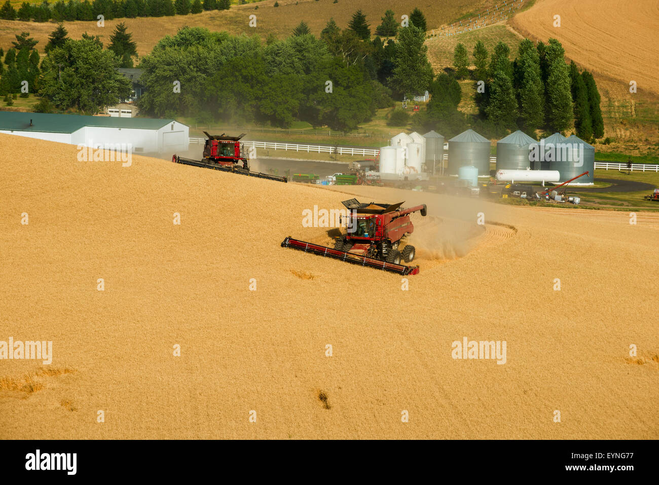 Combina la raccolta dei cereali nella regione Palouse di Washington Foto Stock