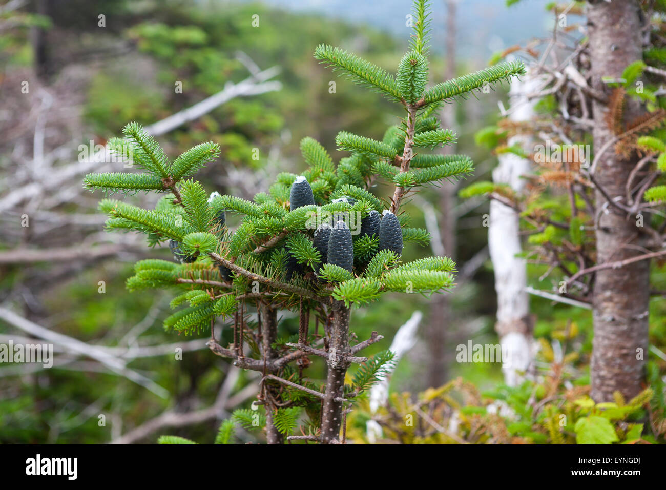 Coni del pino Foto Stock