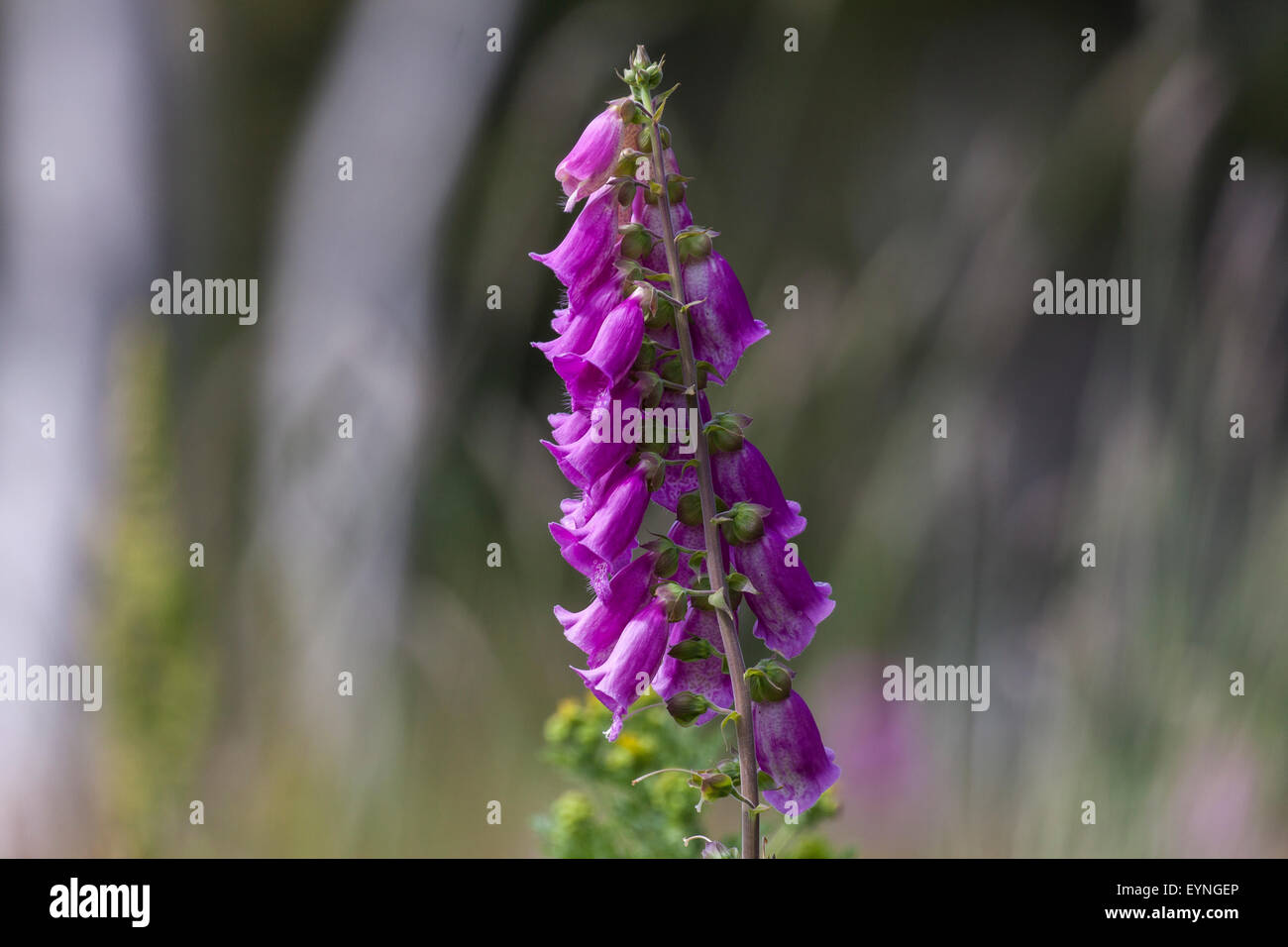 Foxglove, comune foxglove, viola foxglove o lady guanto,Digitalis purpurea Foto Stock