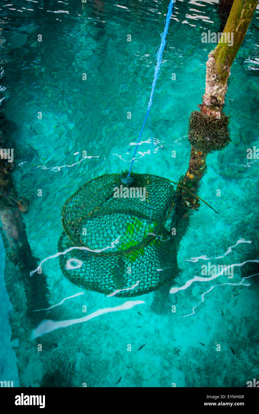 Trappola di pesce per l'acquacoltura nell'isola di Arborek, una piccola isola situata all'interno dell'area marina protetta di Dampier Strait, Raja Ampat. Foto Stock