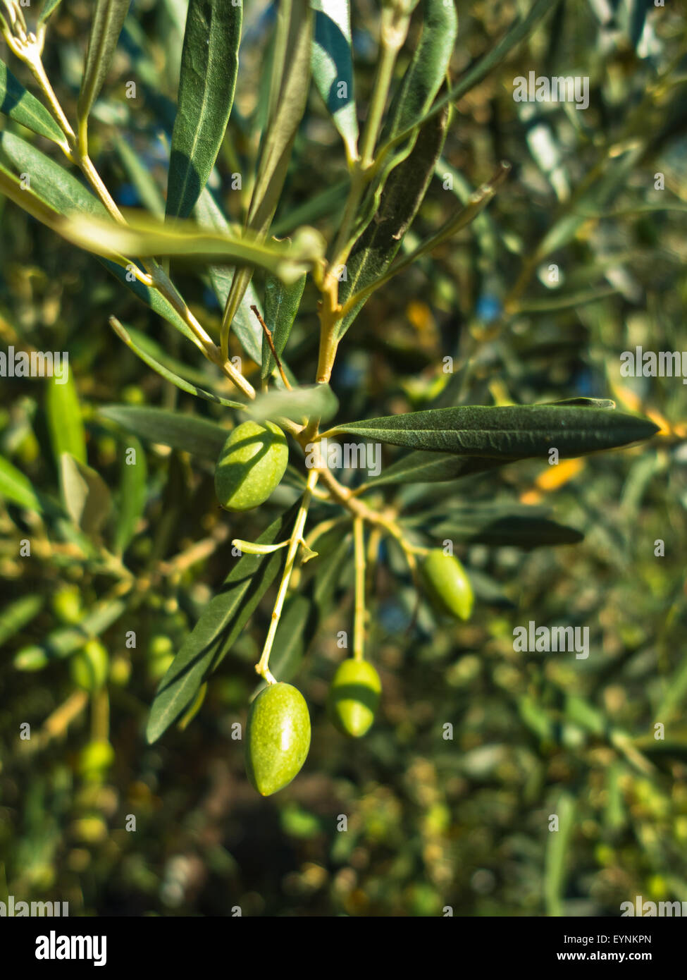 Primo piano di una green olive su un albero di olivo nella mattina di sole in Sithonia Foto Stock