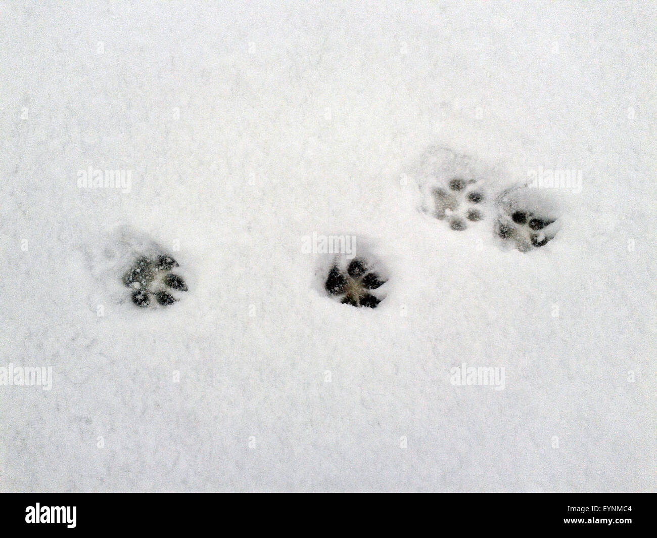Hundespuren, Spuren im Schnee Foto Stock