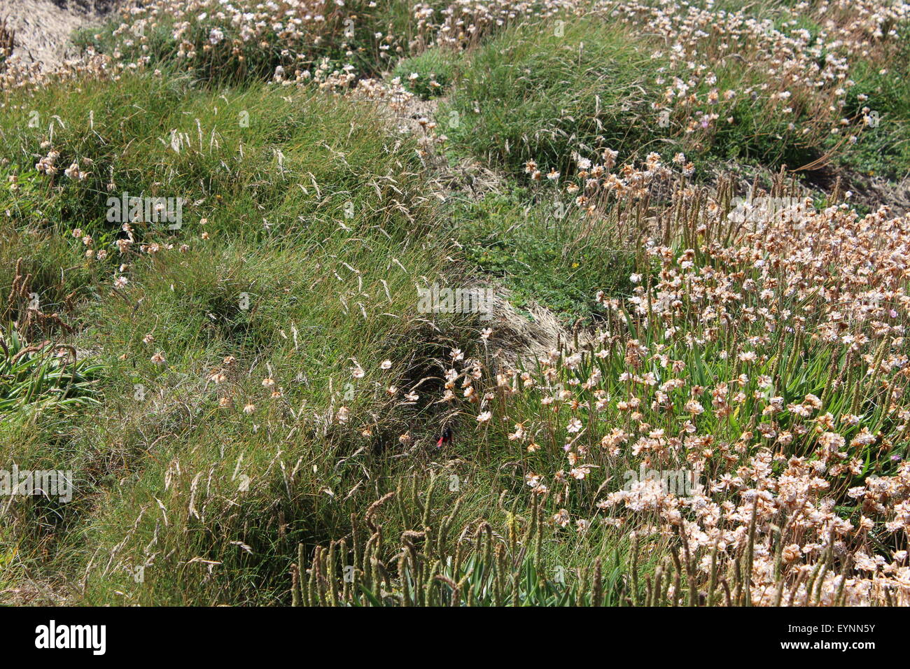 Lands End, Cornwall Foto Stock