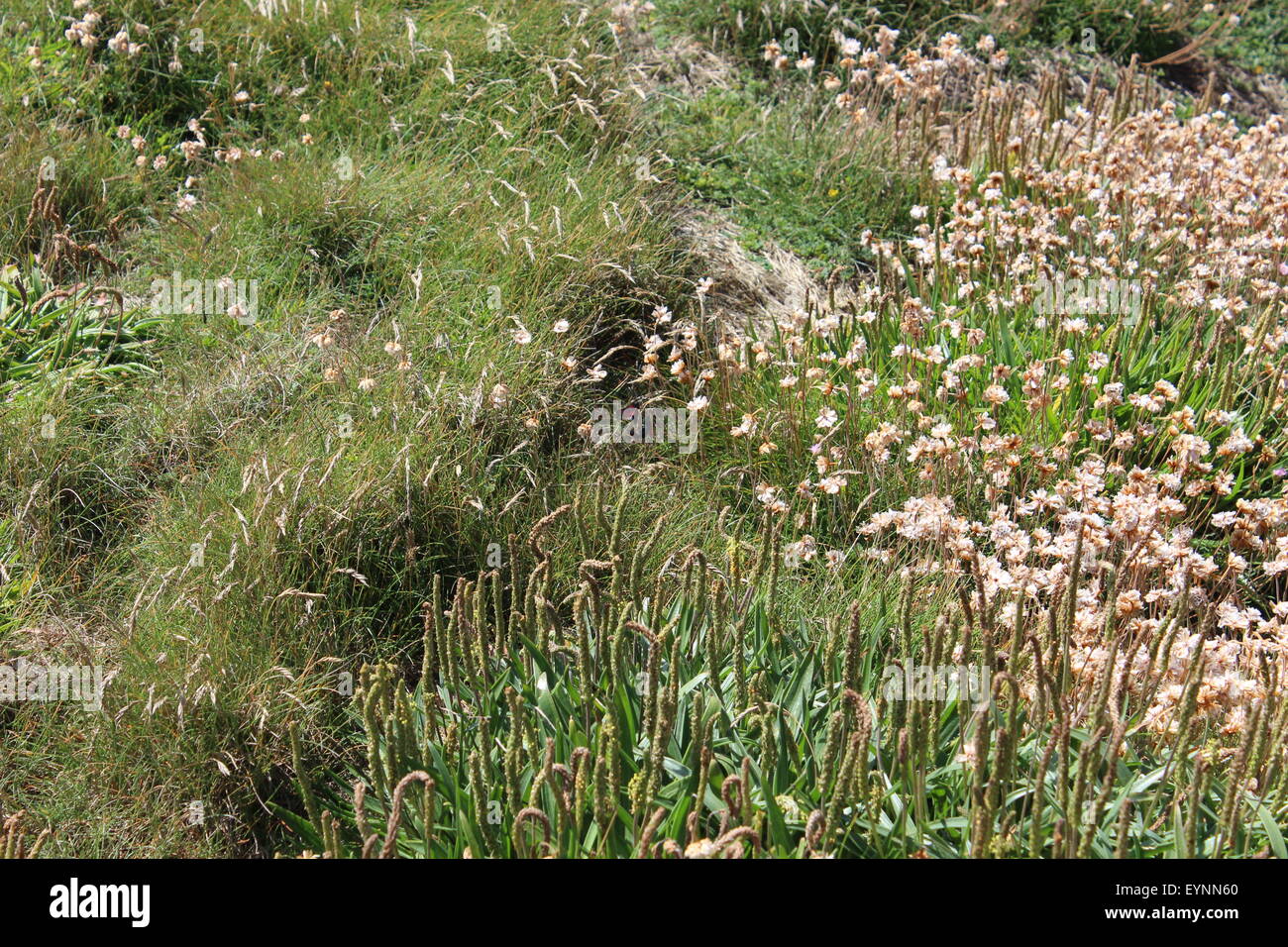 Lands End, Cornwall Foto Stock