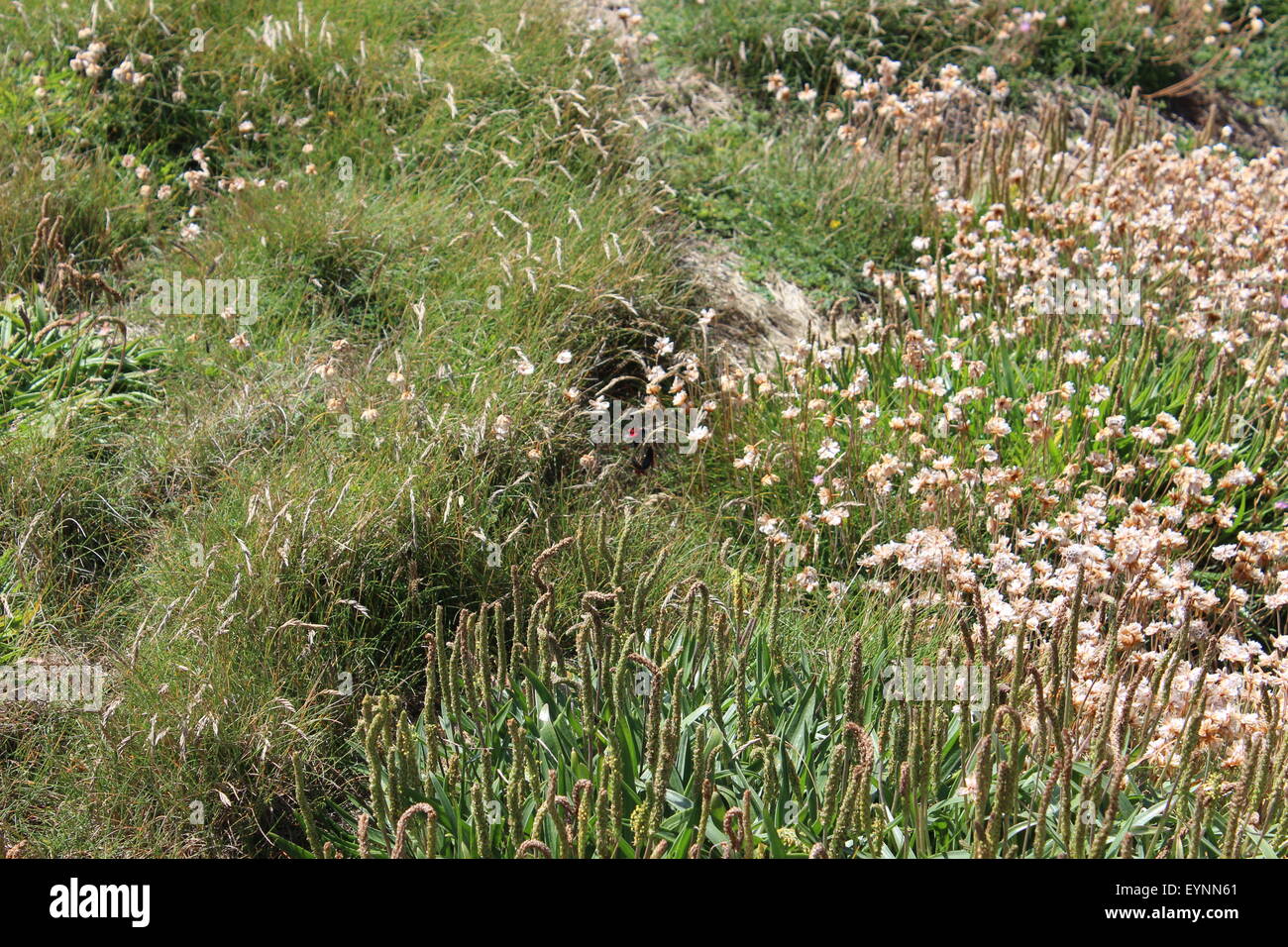 Lands End, Cornwall Foto Stock