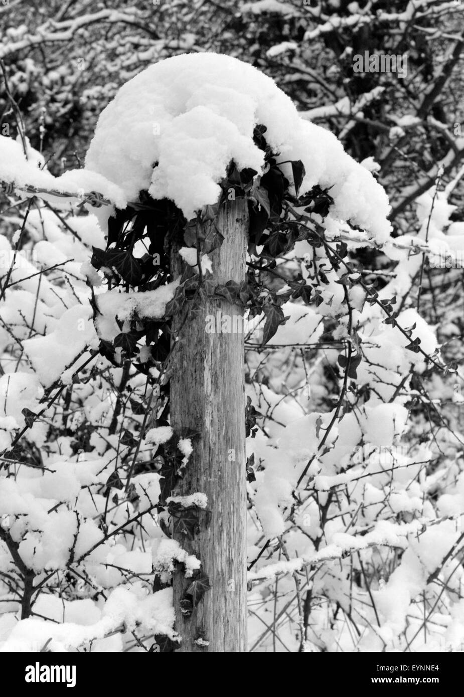 Nuova caduta dei tappi di neve la sommità di una staccionata in legno post Foto Stock